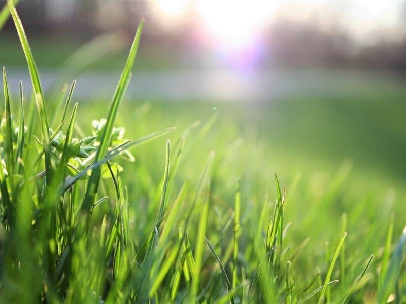 close up photo of blades of grass against the sky