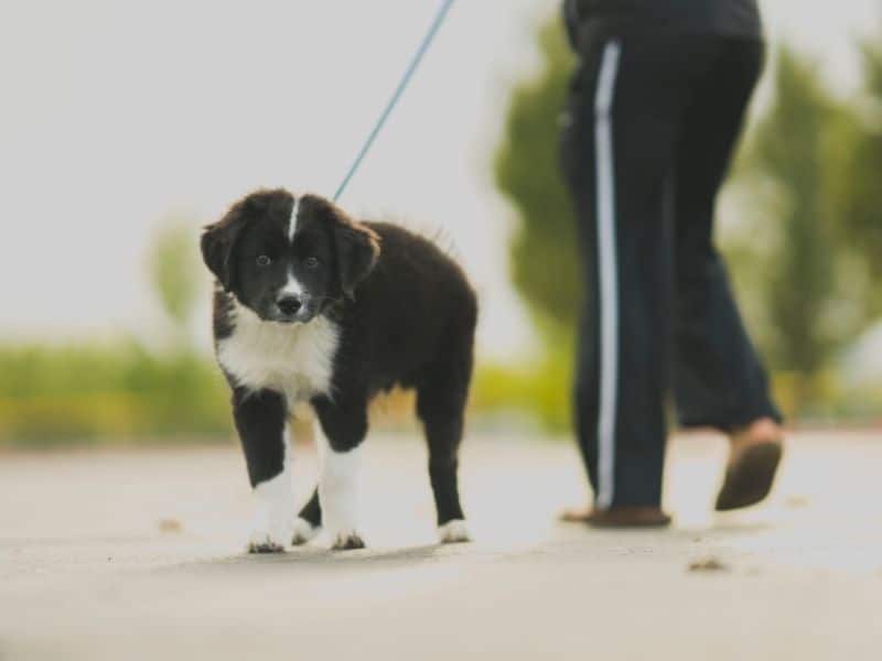 a dog being walked on a leash