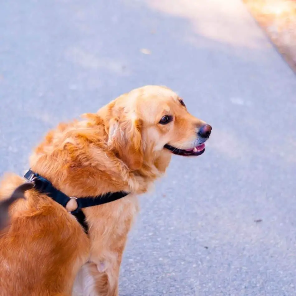 a golden retriever on a leash